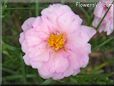 pink sun plant flower