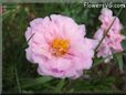 pink sun plant flower