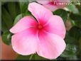 pink maroon vinca flower