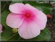 pink maroon vinca flower