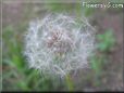 dandelion seed