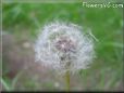 dandelion seed