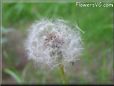 dandelion seed