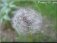 dandelion seed