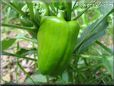 bell pepper