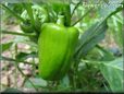 bell pepper