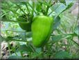 bell pepper