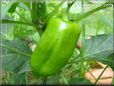 bell pepper