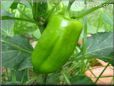 bell pepper