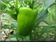 bell pepper