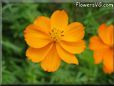 orange cosmos flower