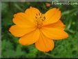 orange cosmos flower