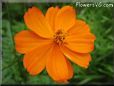 orange cosmos flower