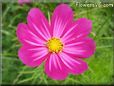 purple pink cosmos flower