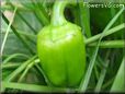 bell pepper