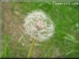 dandelion seed