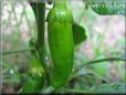 large green chili pepper