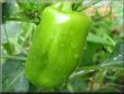 bell pepper