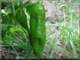 green chili  pictures