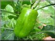 bell pepper