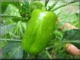 bell pepper