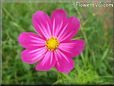 purple pink cosmos flower