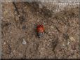 ladybugs photos