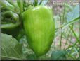 bell pepper