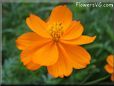 orange cosmos flower