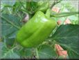 bell pepper