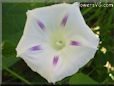 white purple morningglory flower