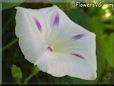 white purple morningglory flower