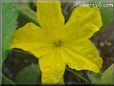 cucumber blossom flower
