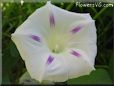 white purple morningglory flower