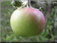 red green apple