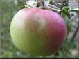 red green apple