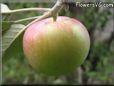 red green apple