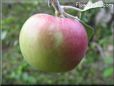 red green apple