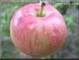 red green apple