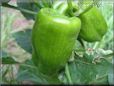 bell pepper