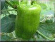 bell pepper