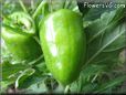 bell pepper