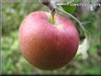 red apple