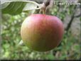 red green apple