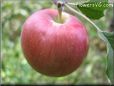 apple garden plant picture