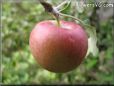 red apple
