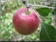 red apple