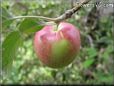 red green apple
