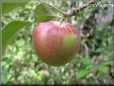 red green apple