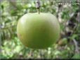 green apple